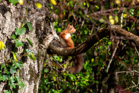Backgarden Squirrel