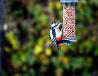 Backgarden Buffet Nov 2025