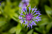 Backgarden Blues & Purples