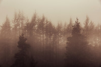 Mist on Bennachie