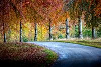 Autumn on the Estate