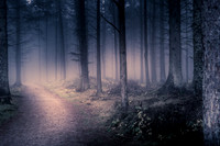 Hazelhead Woods Nov 2020