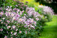 Aberdeen University Cruikshank Botanic Gardens